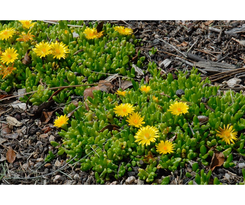Yellow Iceplant